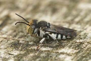 Closeup of a male Sharp-tailed or Sharp-bellied cuckoo bee, Coelioxys, sitting on wood