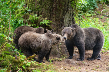 Brown bear sow tends to her yearling cubs.