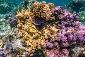 Naklejka na ściany i meble French Polynesia, Bora Bora. Close-up of coral garden.