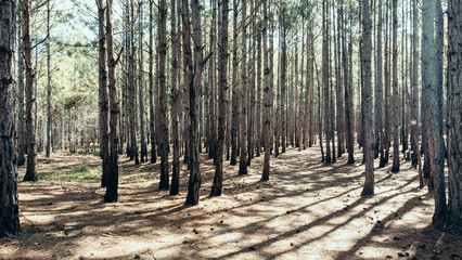 Praia Paradisíaca Tropical Ondas Moçambique Florianópolis Floripa Santa Catarina Ilha Magia Pedras Costão Pesca Pescadores Rancho Natureza Paisagem Areia Dunas Oceano Atlântico Floresta Reserva Natura © Pedro