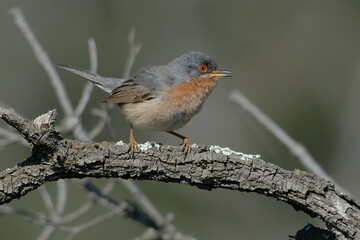 Subalpine Warbler (Sylvia cantillans) perched on a branch