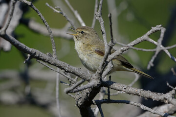 Common chiffchaff (phylloscopus collybita) singing on a branch