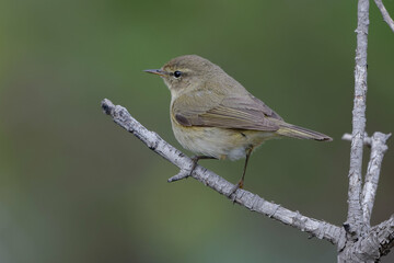 Common chiffchaff (phylloscopus collybita) perched on a branch