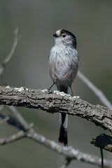 Long-tailed Tit (Aegithalos caudatus) perched on a branch