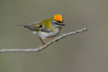 Common Firecrest (Regulus ignicapilla) perched on a branch