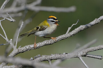 Common Firecrest (Regulus ignicapilla) singing on a branch