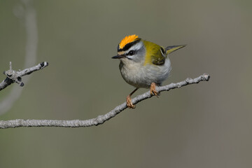Common Firecrest (Regulus ignicapilla) perched on a branch