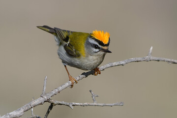 Common Firecrest (Regulus ignicapilla) perched on a branch