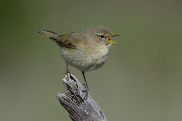 Common chiffchaff (phylloscopus collybita) singing on a branch