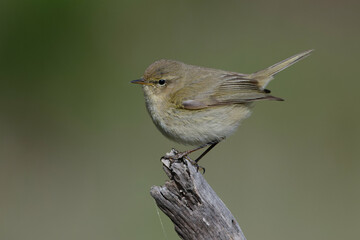Common chiffchaff (phylloscopus collybita) perched on a branch