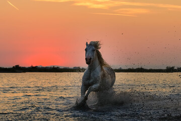 Fototapeta premium Horse silhouette at sunset in camargue