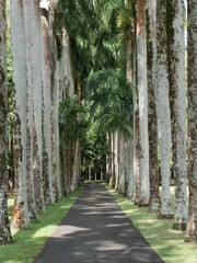 Idyllic path winds through a tropical landscape of lush palm trees