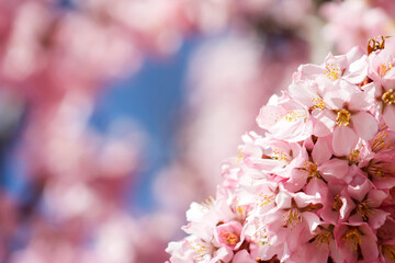 Beautiful, Spring Pink Blooms on a Tree Branch Blue Sky Background, Border, Baby Shower, Brunch, Garden Party, Birthday, Border, Background, Backdrop, Flier, Poster, Ad or Wallpaper