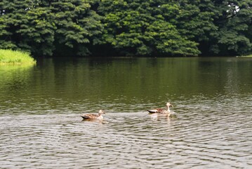 Birds on display in the Karanji Nature park and lake in Mysuru Karnataka