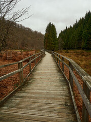 Camino de madera entre los árboles