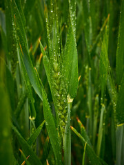 Primer plano de espiga de trigo en la etapa verde