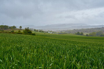 Campo de trigo en la etapa verde en una ma&ntilde;ana lluviosa en la llanura alavesa