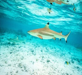 French Polynesia, Bora Bora. Black-tipped reef shark close-up.