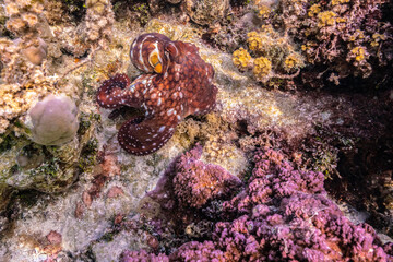 Fototapeta na wymiar French Polynesia, Taha'a. Close-up of octopus.
