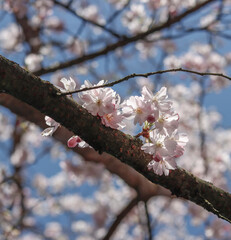 Weiße Zierkirschenblüten