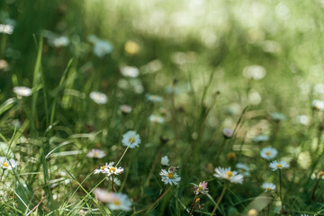 field of spring daisy flowers, natural background