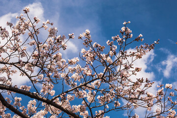 Cherry blossoms during Spring in Japan. Sakura season. 
