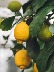 Lush tree branch with two ripe yellow lemons attached