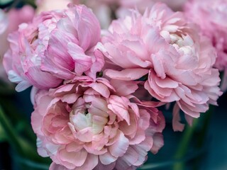 Closeup of pretty pink flowers