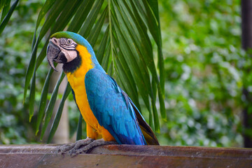 blue and yellow macaw, amazon, animal, animal wildlife, avian, aviary, background, beak, beautiful, bird, bird watching, blue, blue and gold macaw, bright, climate, closeup, cockatoo, colombia