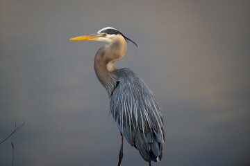 Great blue heron bird on the blurry background