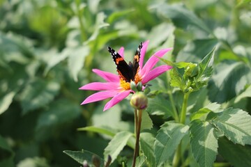 a butterfly resting on a pink flower in a field of green leaves