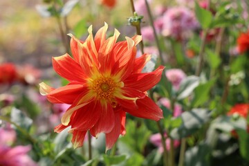 Closeup of an orange dahlia flower in the green field on a sunny day