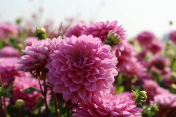 Pink dahlia flowers in the green field on a sunny day