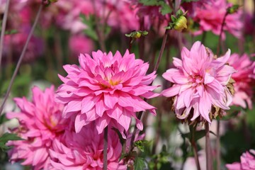 Obraz premium Pink dahlia flowers in the green field on a sunny day