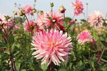 Green field with pink dahlia flowers on a sunny day