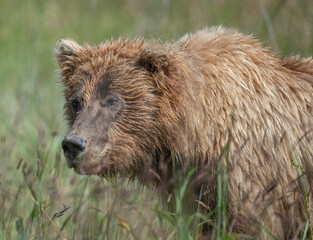 Brown bear roams fields for sedge grasses.
