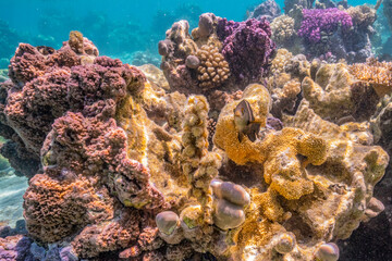 Naklejka na ściany i meble French Polynesia, Bora Bora. Close-up of coral garden.