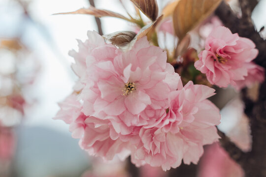 blooming sakura tree with pink flowers 