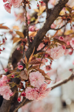 blooming sakura tree with pink flowers 