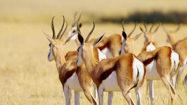 Obrázky Springboks – procházejte fotografie, vektory a videa 927 ...