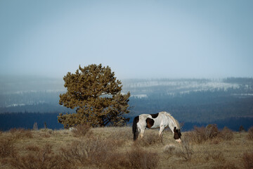 Painted Horse in High Desert Landscape