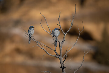 Blue Birds in High Desert Landscape