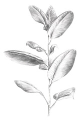 Pencil sketch, pencil drawing, branch of mangily with leaves. 
