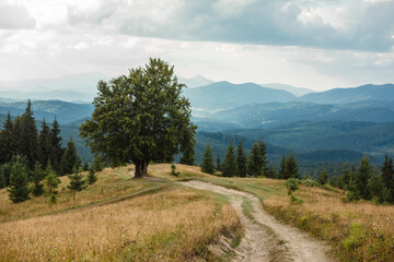 Old big beech tree in the mountains