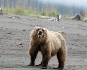 Brown bear with attitude wanders a Cook Inlet beach.