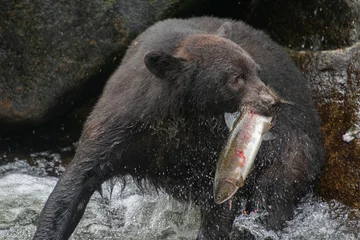 Fototapeten Black bear catching a salmon at Anan Creek. © Danita Delimont