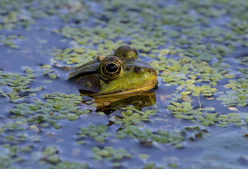 Frog peeking out of the water amidst vegetation.