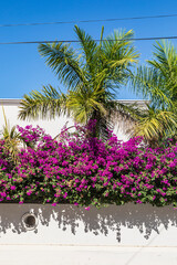 Todos Santos, Baja California Sur, Mexico. Purple flowers and palm trees.