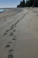 Brown Bear Tracks dimple a Cook Inlet beach.