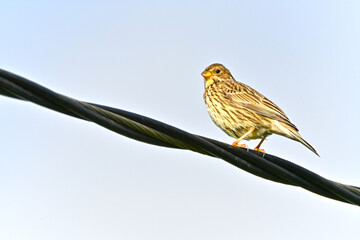 The corn bunting (Emberiza calandra) is a passerine bird in the bunting family Emberizidae